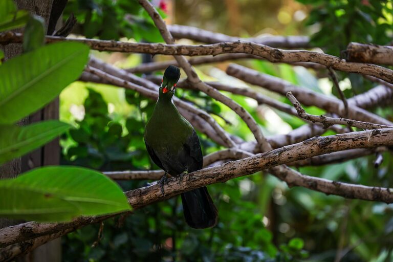 Beginner Tips for Backyard Birdwatching: Enjoy Nature at Home